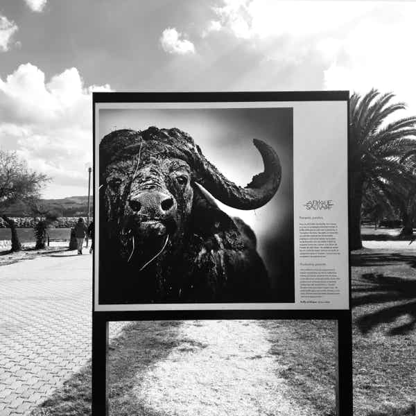 Graphisme d'exposition in situ, Photographies de Laurent Baheux sur l'Afrique sauvage